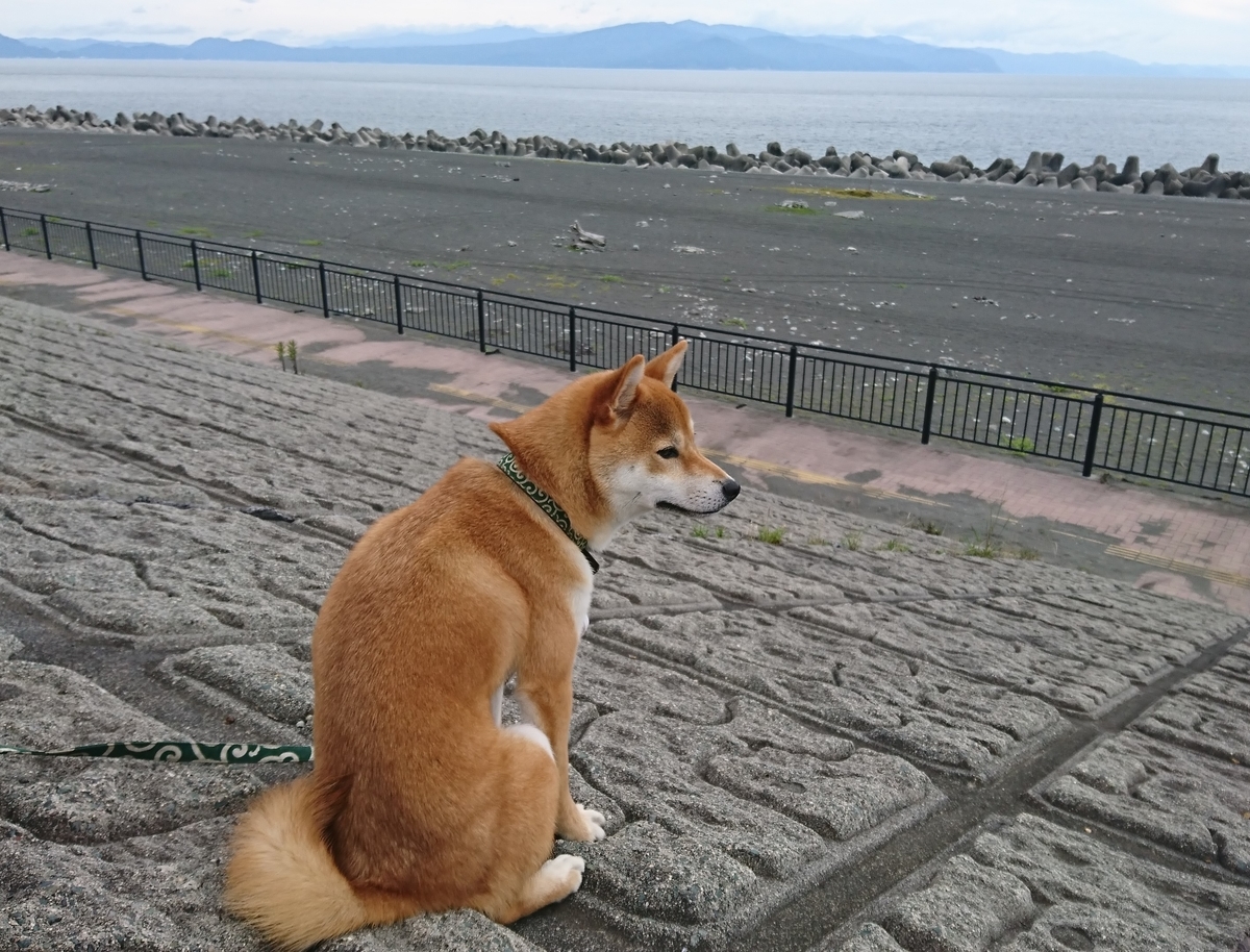 f:id:St-Fuji:20210623202447j:plain