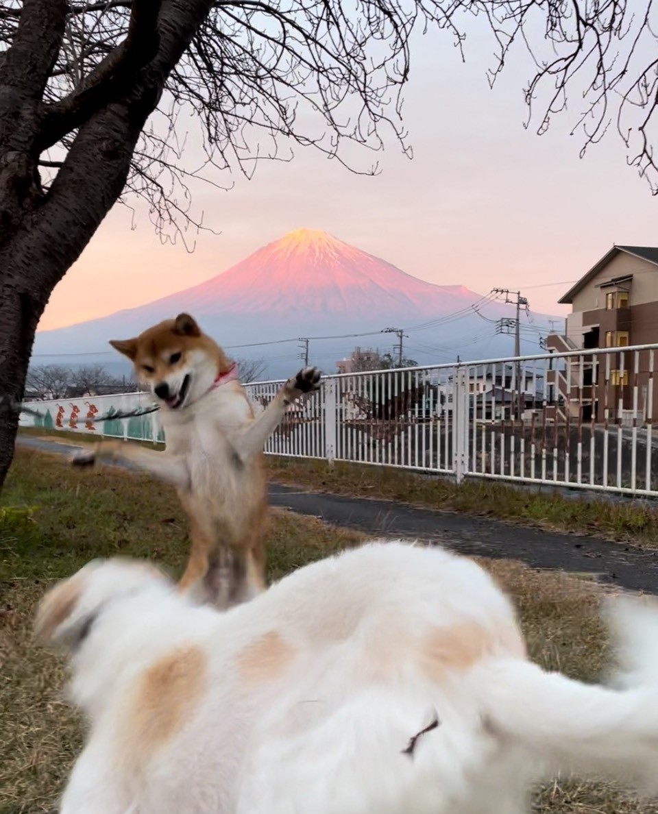 f:id:St-Fuji:20211121105217j:plain