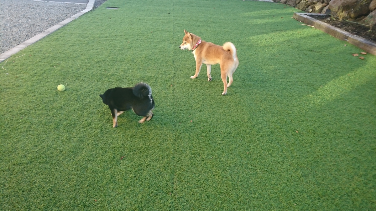 f:id:St-Fuji:20211222153801j:plain