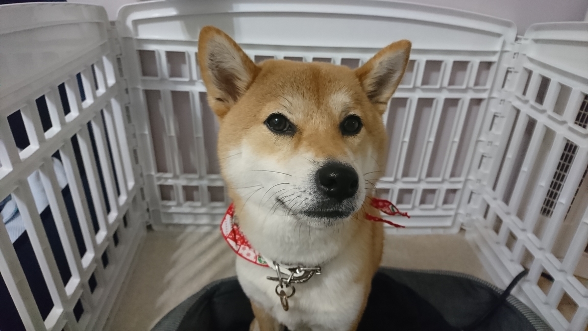 f:id:St-Fuji:20211224152552j:plain