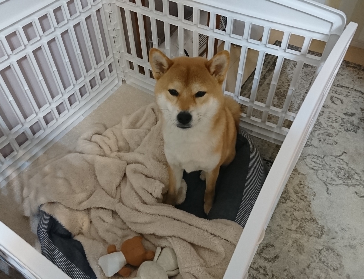 f:id:St-Fuji:20220102183119j:plain