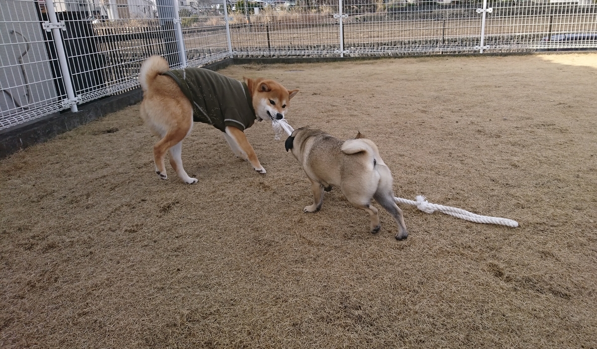 f:id:St-Fuji:20220302175455j:plain
