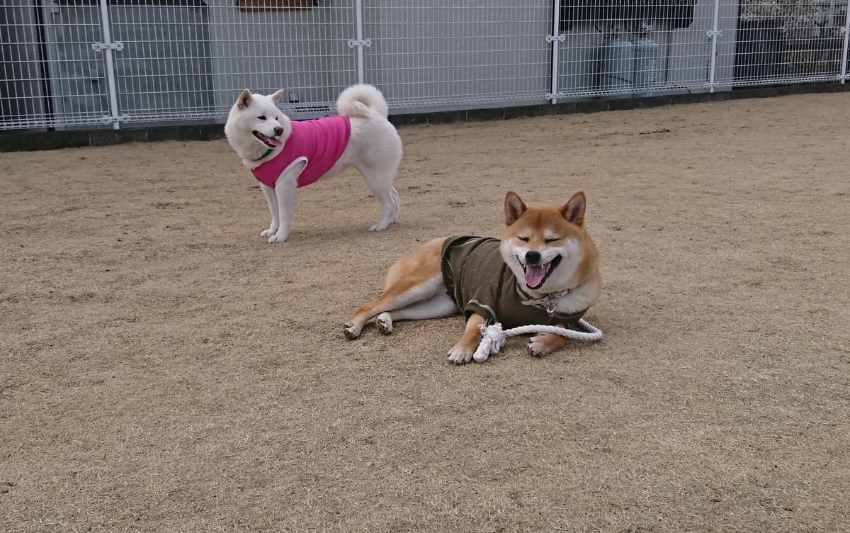 f:id:St-Fuji:20220302180958j:plain