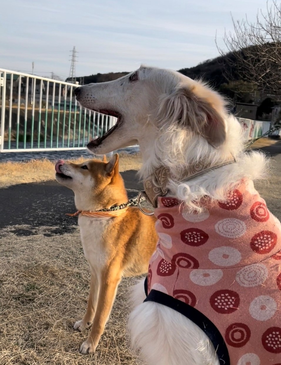 f:id:St-Fuji:20220308181929j:plain
