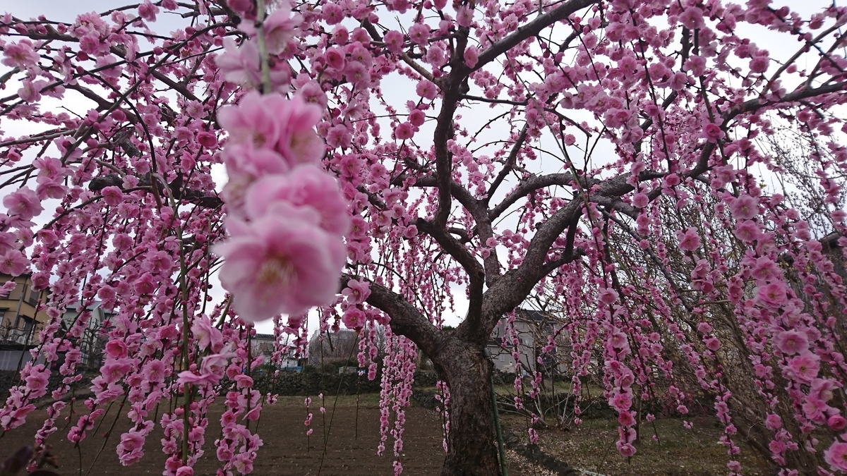 f:id:St-Fuji:20220311134937j:plain