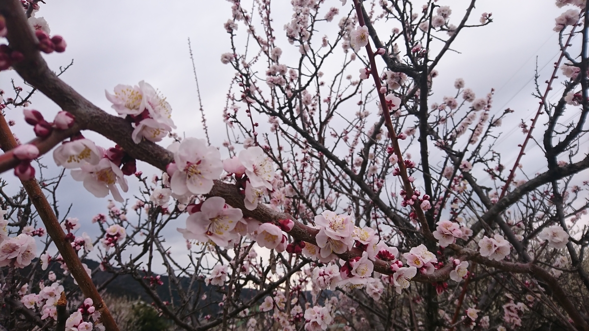 f:id:St-Fuji:20220311135327j:plain
