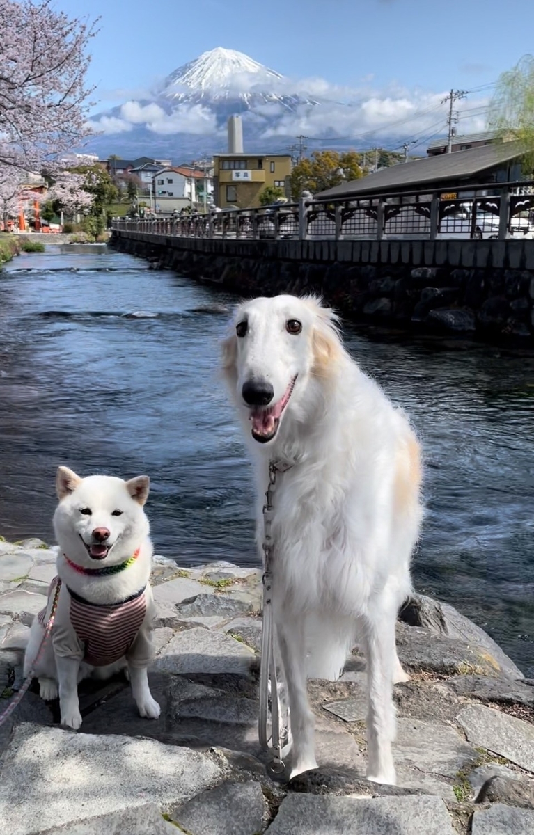 f:id:St-Fuji:20220330184634j:plain