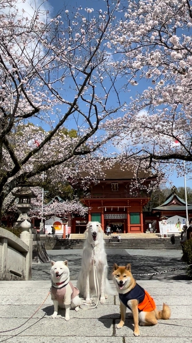 f:id:St-Fuji:20220330184654j:plain