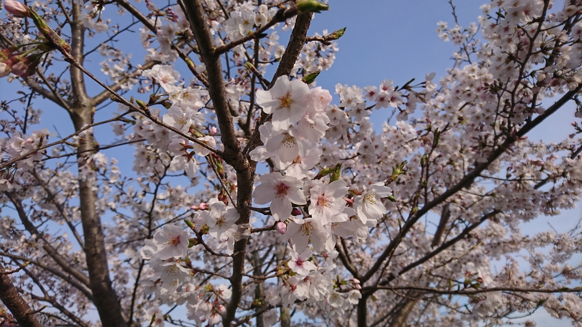 f:id:St-Fuji:20220403144407j:plain