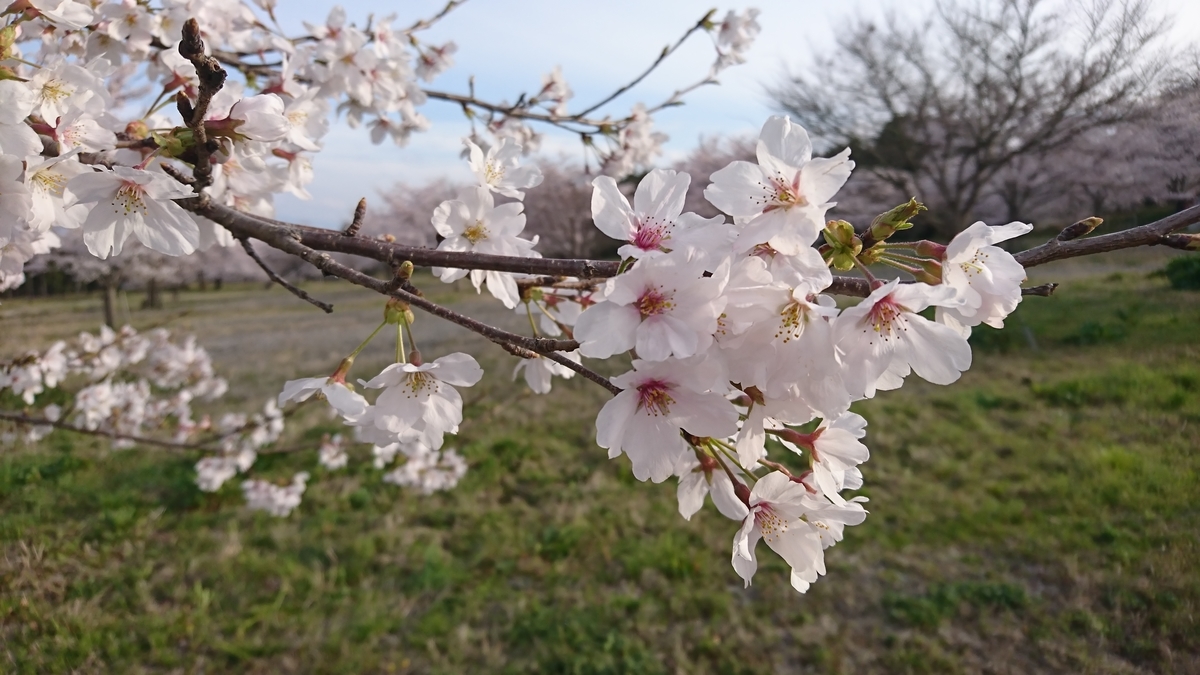 f:id:St-Fuji:20220403144702j:plain