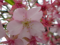 f:id:Star-Mo:20090226122027j:image