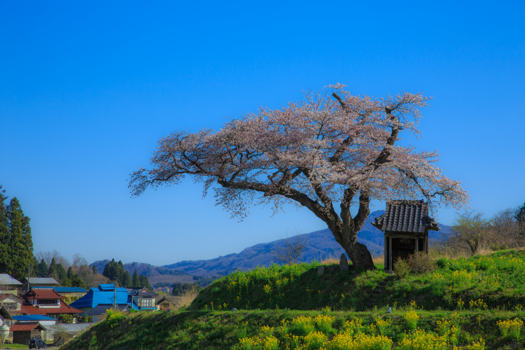 天体撮影記 第21夜 福島県 小沢の桜と星景写真と一本桜の紹介などなど カメラと星景写真の日々