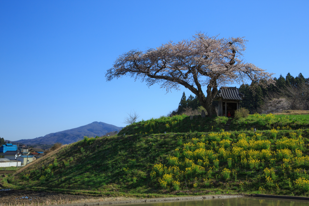 天体撮影記 第21夜 福島県 小沢の桜と星景写真と一本桜の紹介などなど カメラと星景写真の日々