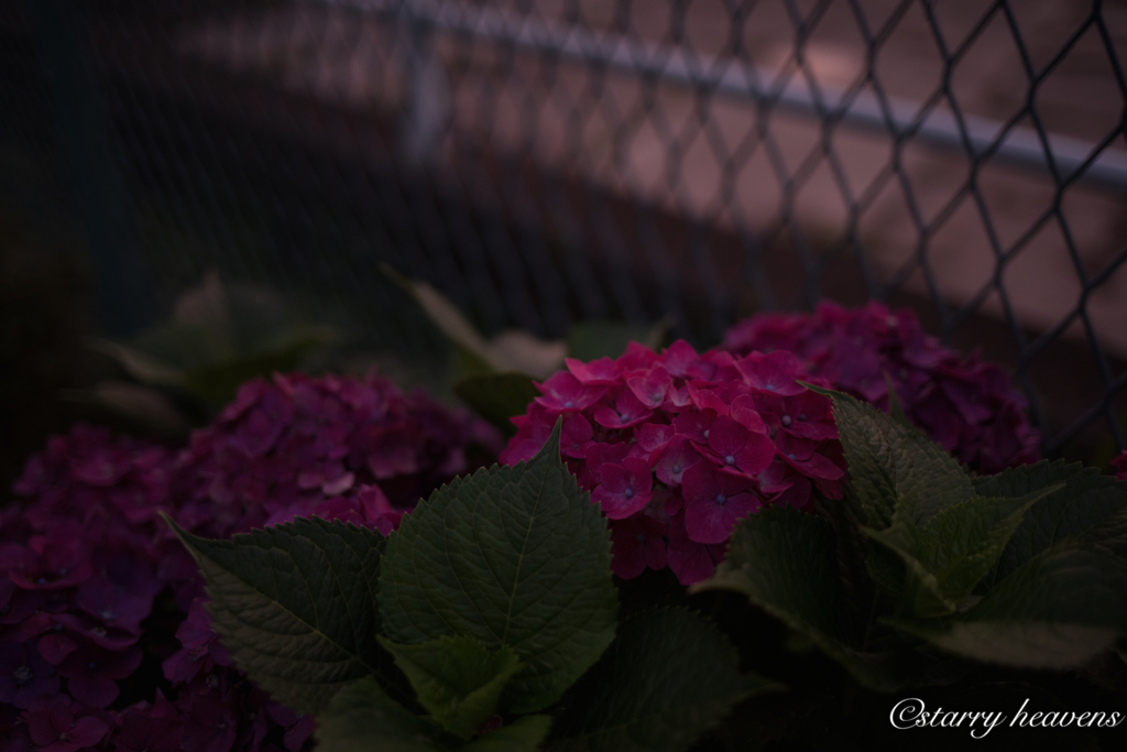 f:id:Starryheavens:20180621220940j:plain