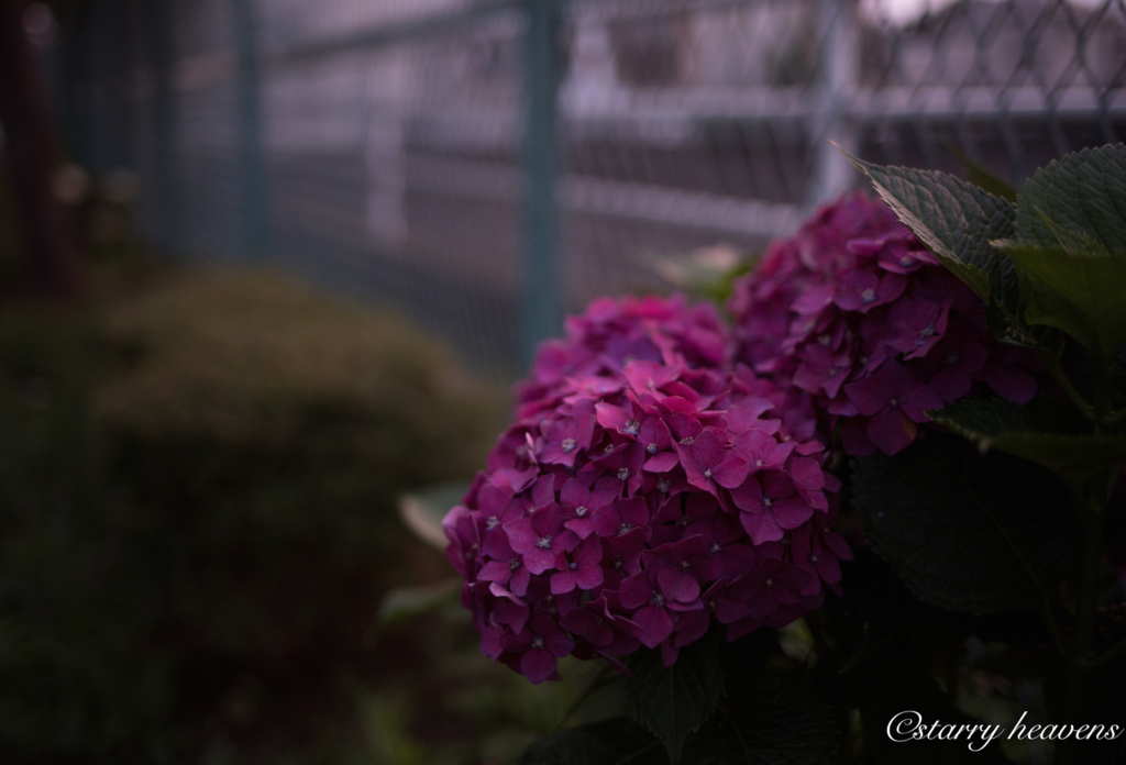 f:id:Starryheavens:20180621221009j:plain
