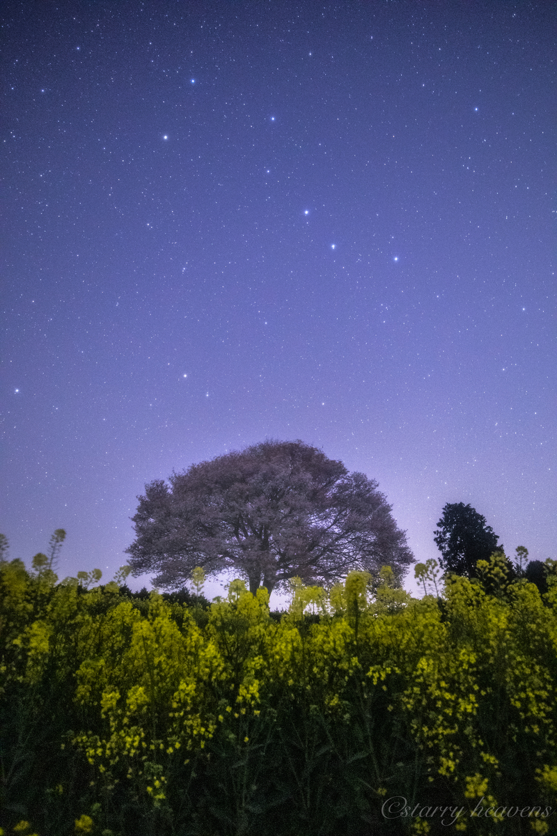 f:id:Starryheavens:20190409220917j:plain f:id:Starryheavens:20190409220917j:plain