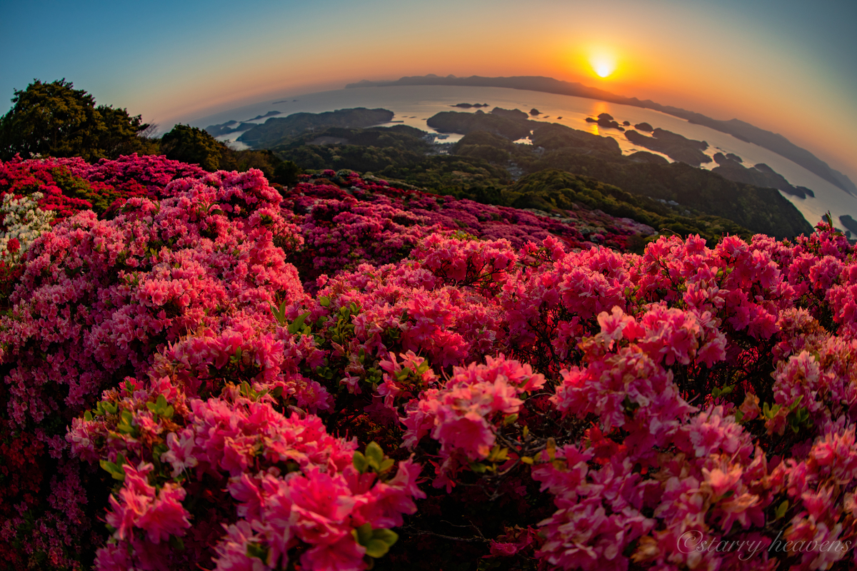 長崎県 長串山公園のツツジと夕焼けの組み合わせを撮影に訪れて来たよ
