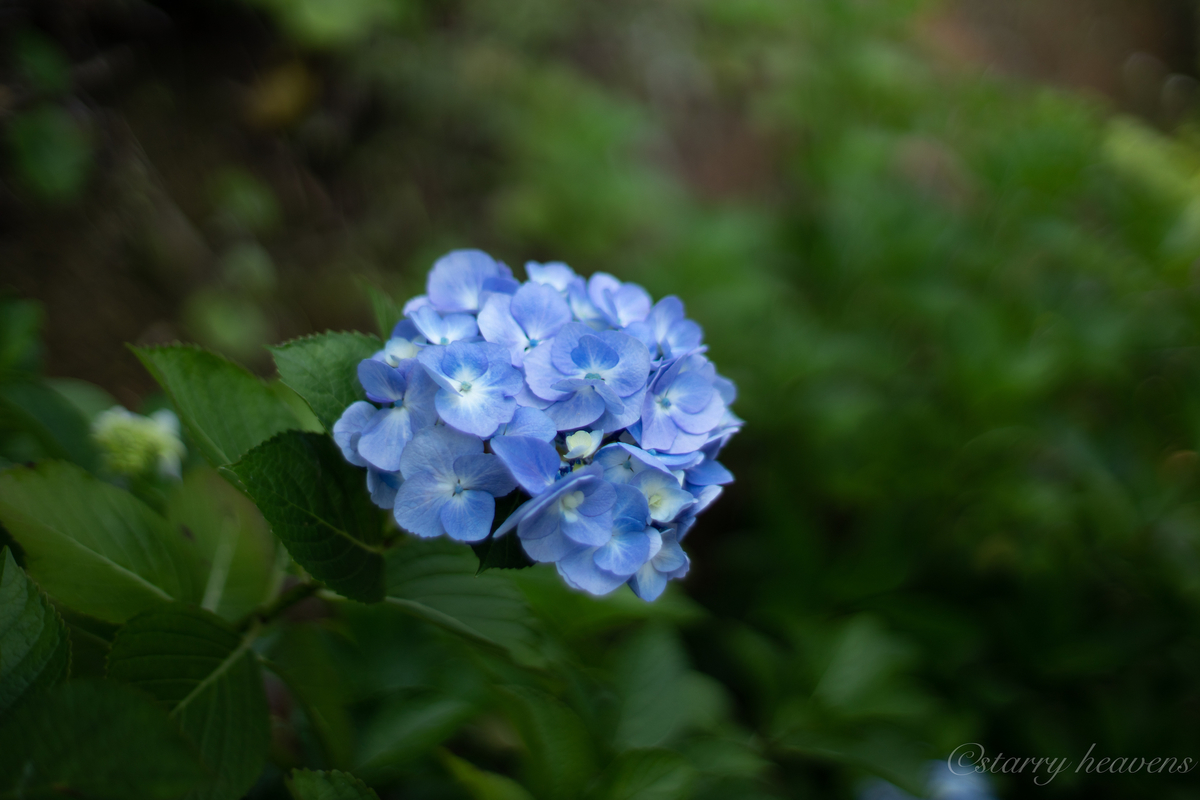 f:id:Starryheavens:20190622181921j:plain