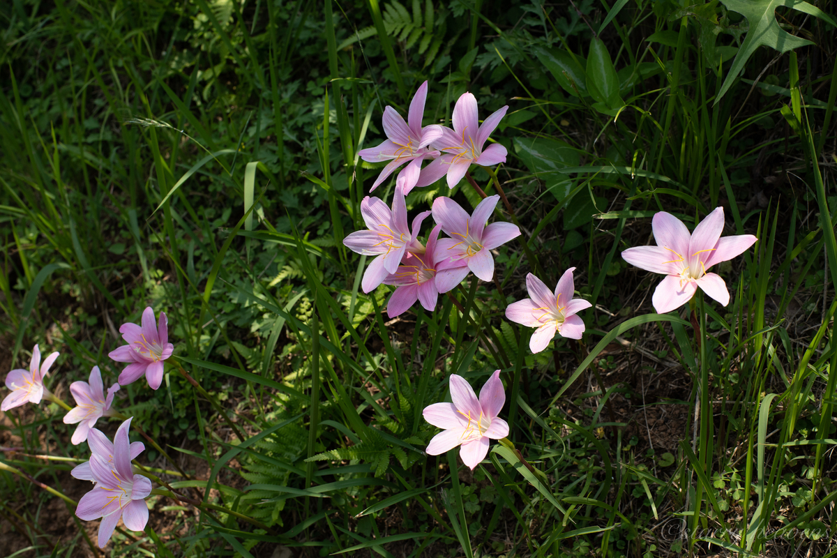 f:id:Starryheavens:20190622181934j:plain