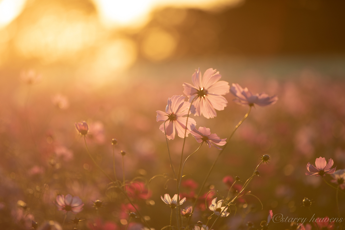 f:id:Starryheavens:20191020153805j:plain f:id:Starryheavens:20191020153805j:plain