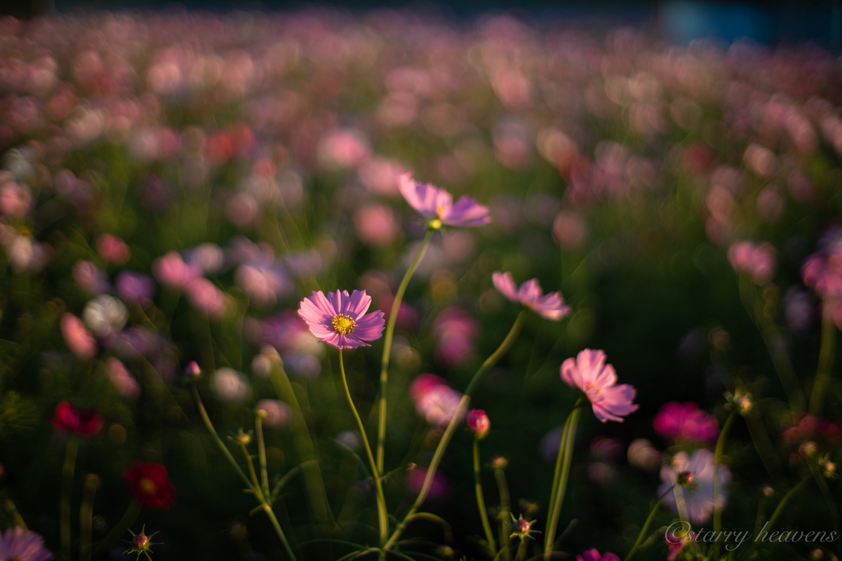 f:id:Starryheavens:20191020153811j:plain f:id:Starryheavens:20191020153811j:plain