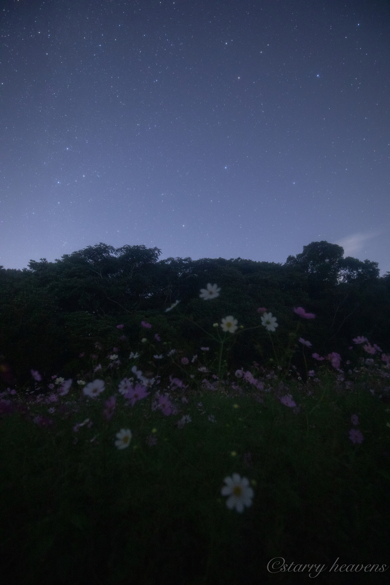 f:id:Starryheavens:20191020153812j:plain f:id:Starryheavens:20191020153812j:plain