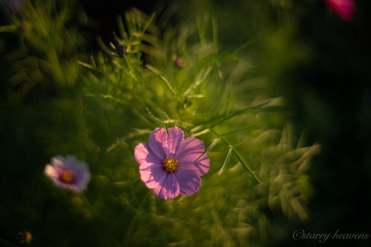 f:id:Starryheavens:20191020153920j:plain f:id:Starryheavens:20191020153920j:plain