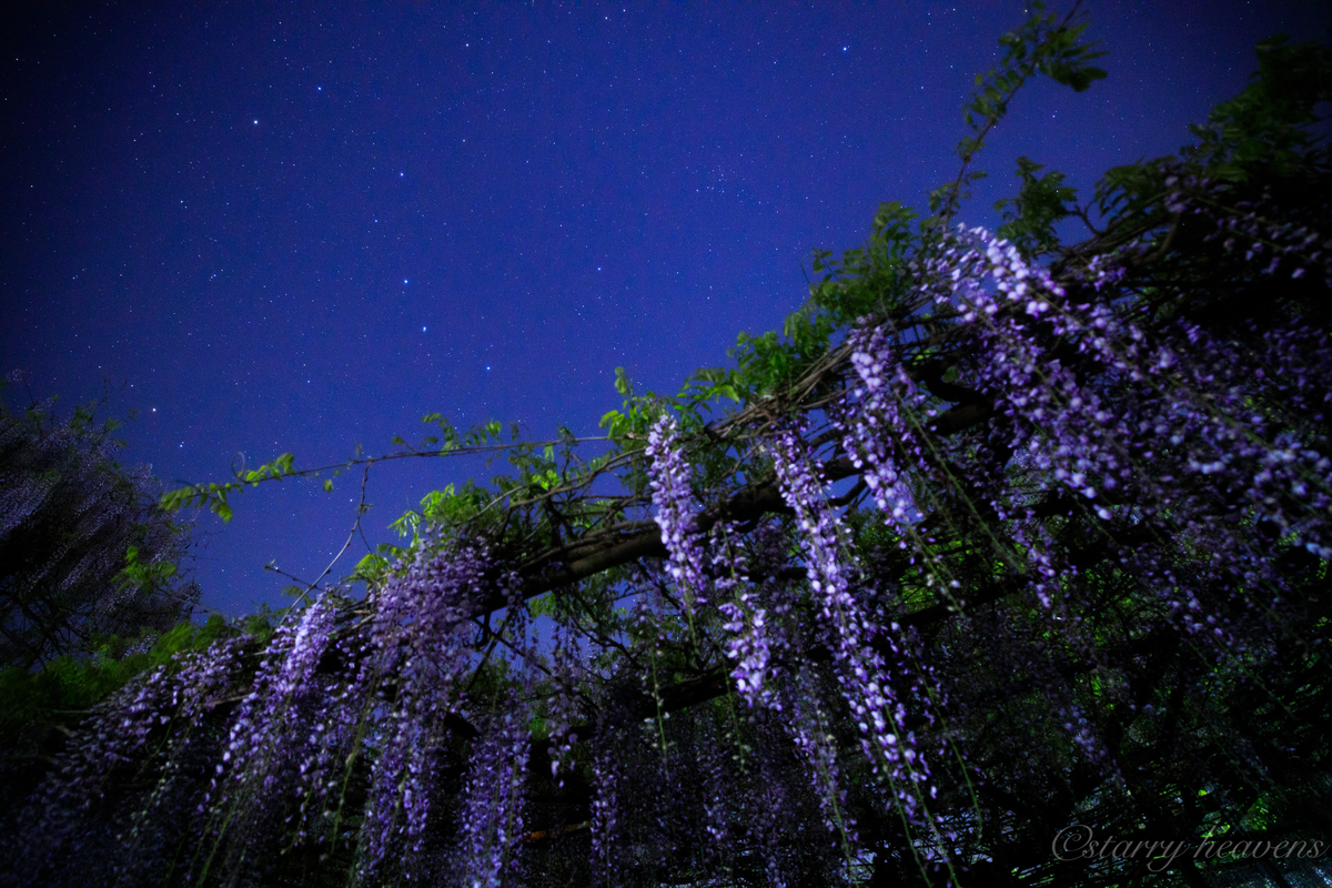 f:id:Starryheavens:20200502162121j:plain f:id:Starryheavens:20200502162121j:plain