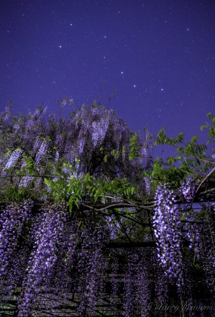 f:id:Starryheavens:20200504112521j:plain f:id:Starryheavens:20200504112521j:plain