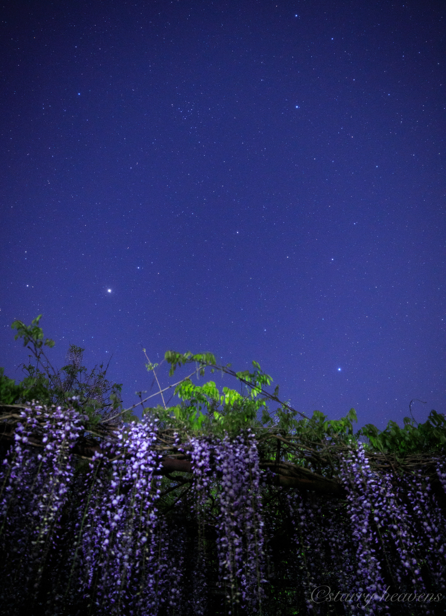 f:id:Starryheavens:20200504112533j:plain f:id:Starryheavens:20200504112533j:plain