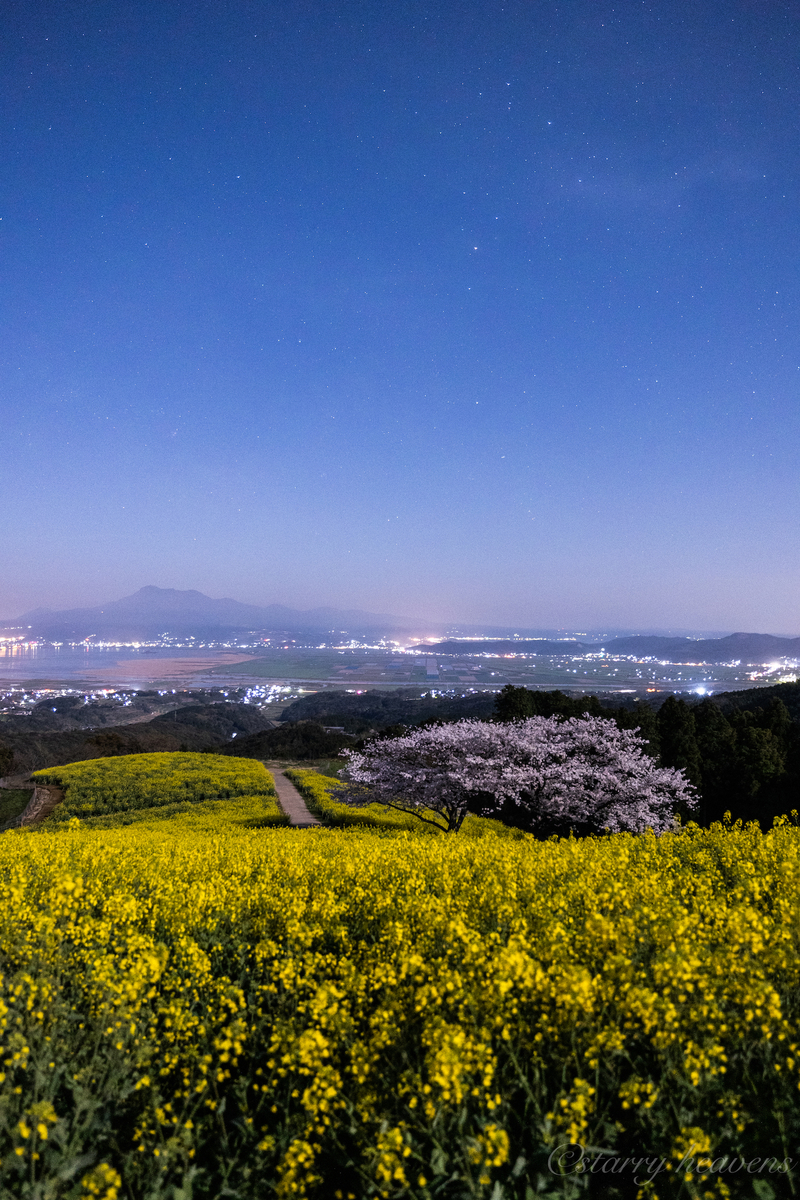 天体撮影記 第154夜】 長崎県 白木峰高原 月夜に咲く桜と菜の花の世界