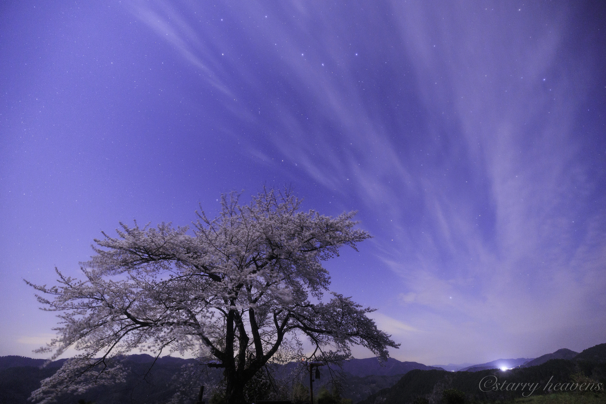 天体撮影記 第216夜】徳島県 春の訪れ、信正の一本桜と星空 - カメラと