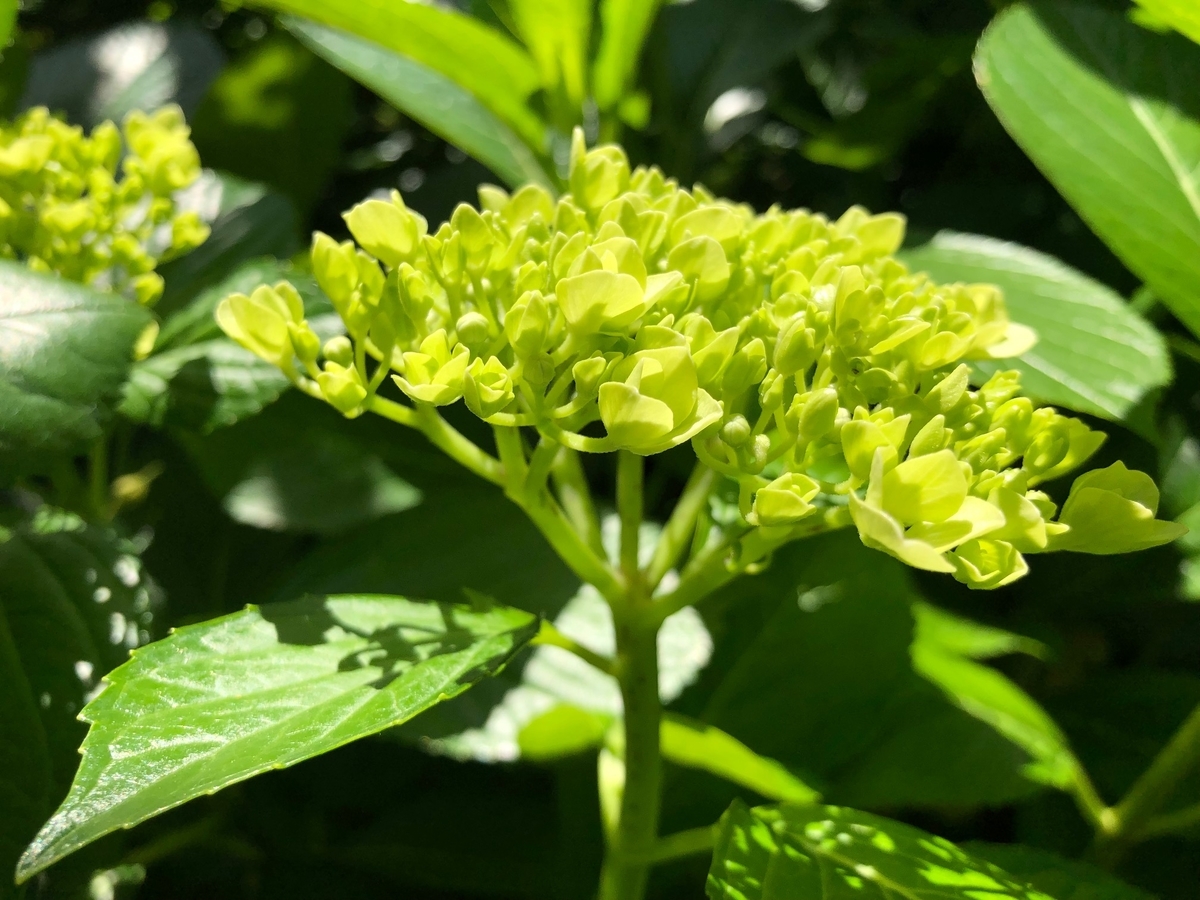 f:id:Strawberry-parfait:20190530104329j:plain