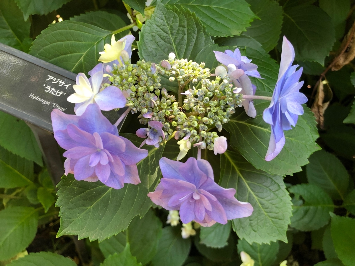 f:id:Strawberry-parfait:20190530104406j:plain