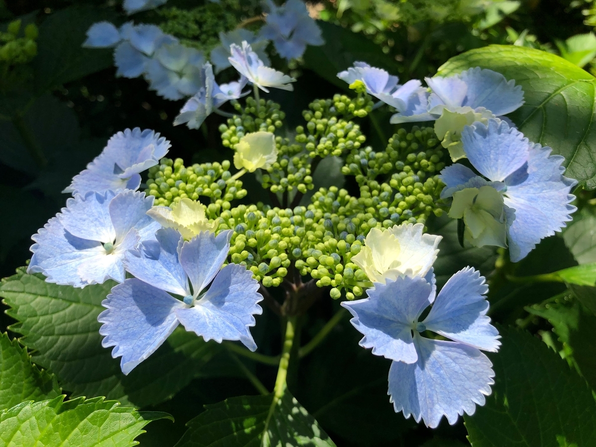 f:id:Strawberry-parfait:20190530104609j:plain