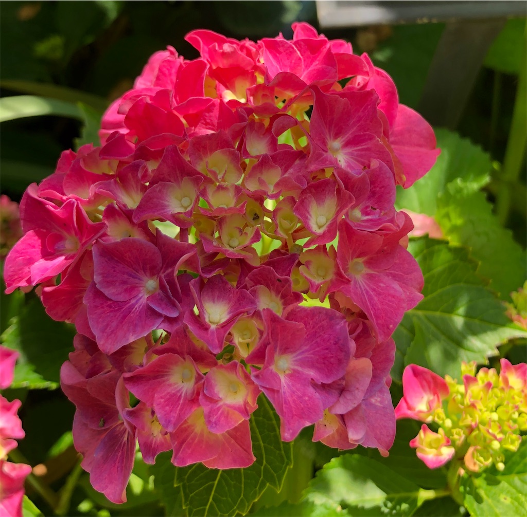 f:id:Strawberry-parfait:20190607221313j:image