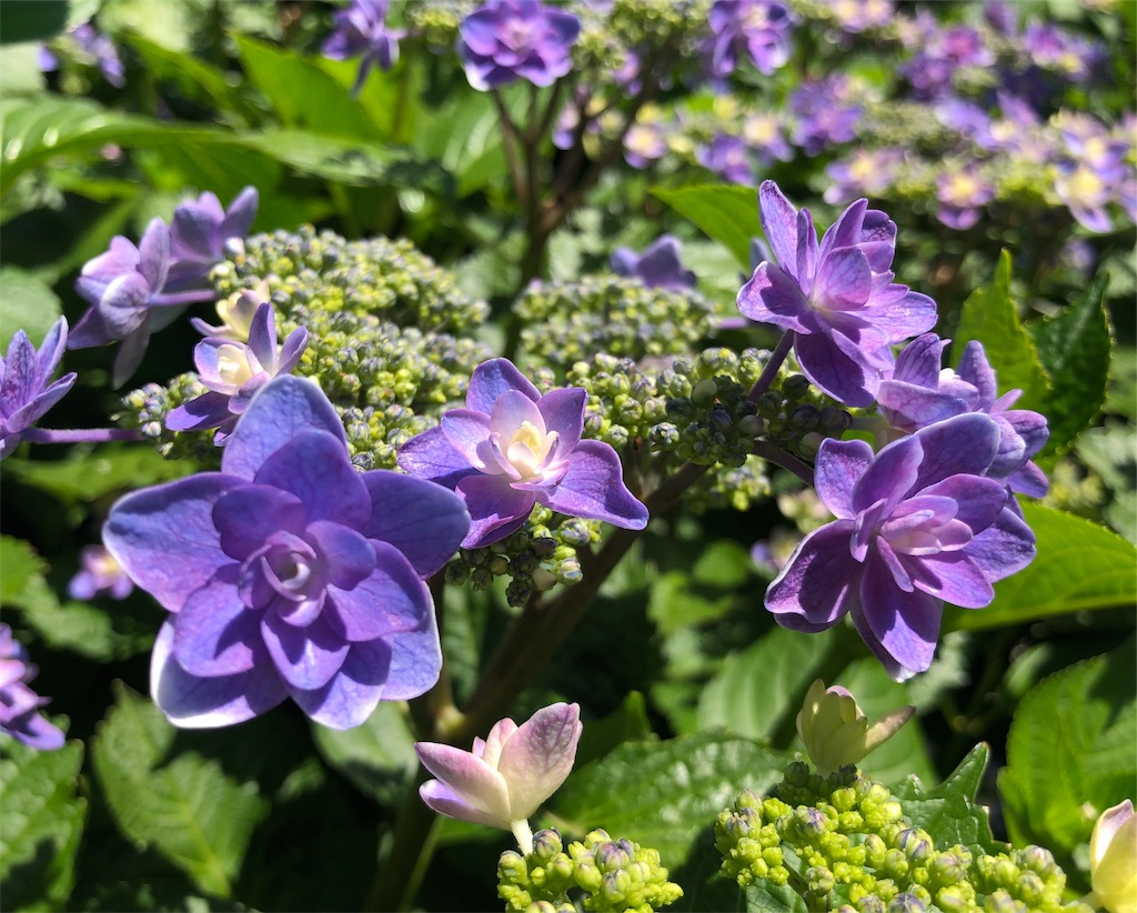 f:id:Strawberry-parfait:20190607221447j:image