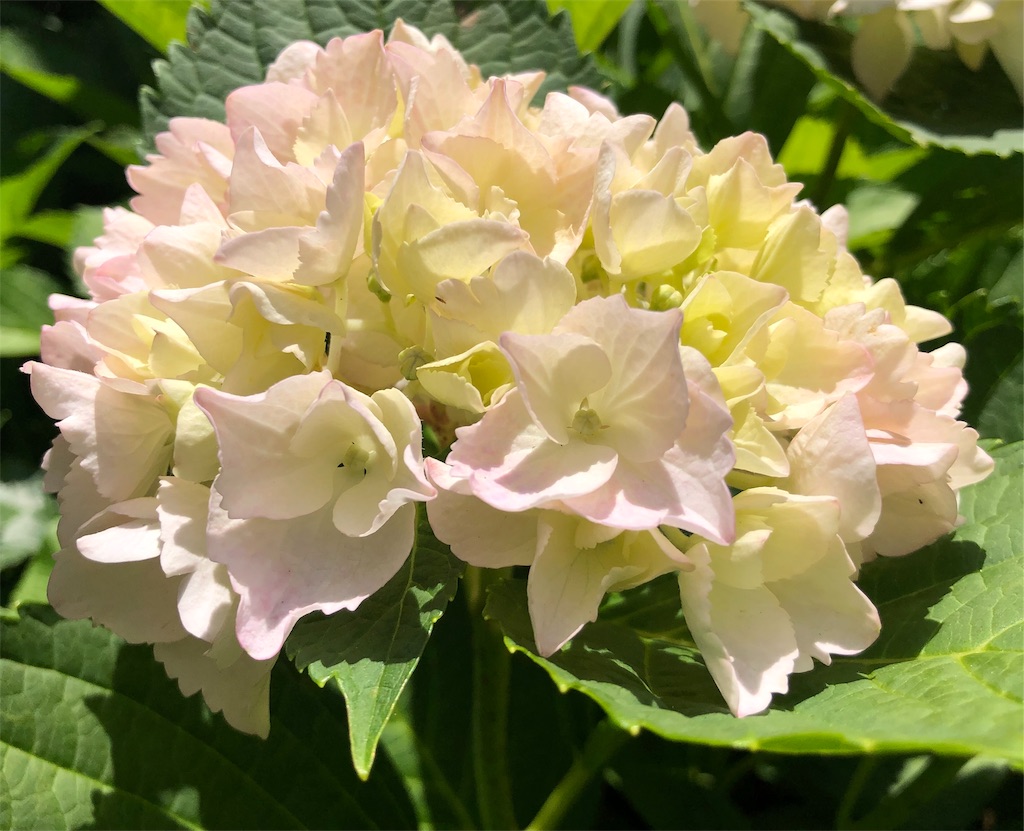 f:id:Strawberry-parfait:20190607221612j:image