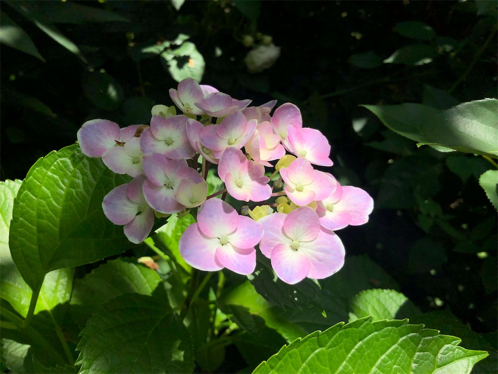 f:id:Strawberry-parfait:20190607221643j:image