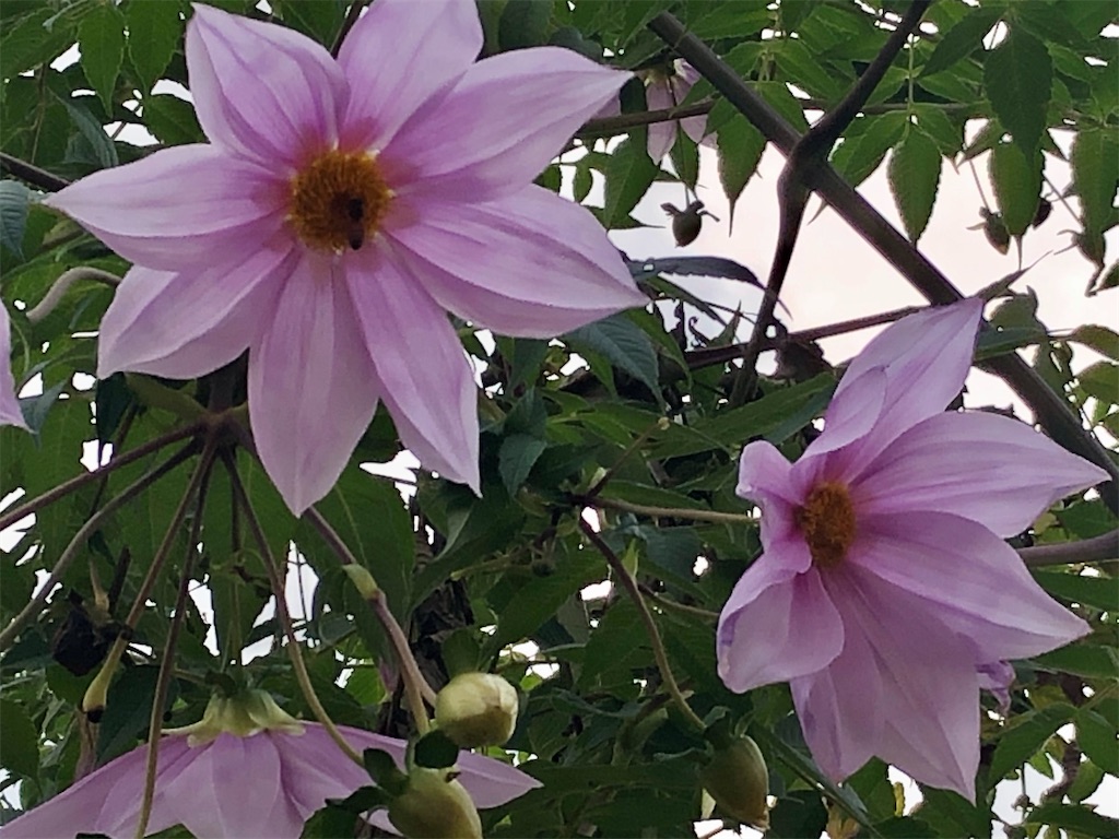 f:id:Strawberry-parfait:20201209142811j:image