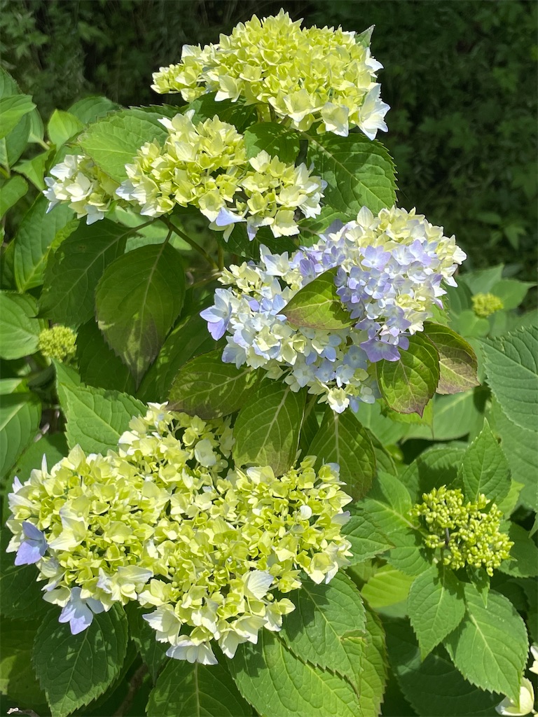 f:id:Strawberry-parfait:20210528182916j:image