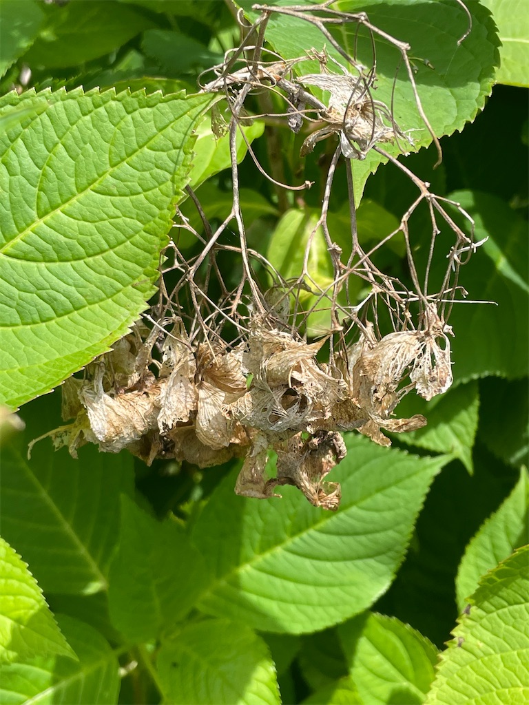 f:id:Strawberry-parfait:20210528182920j:image