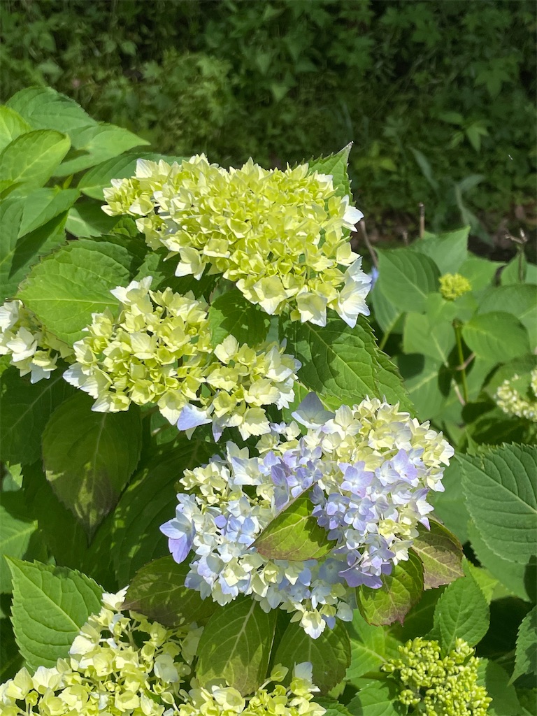 f:id:Strawberry-parfait:20210528182923j:image