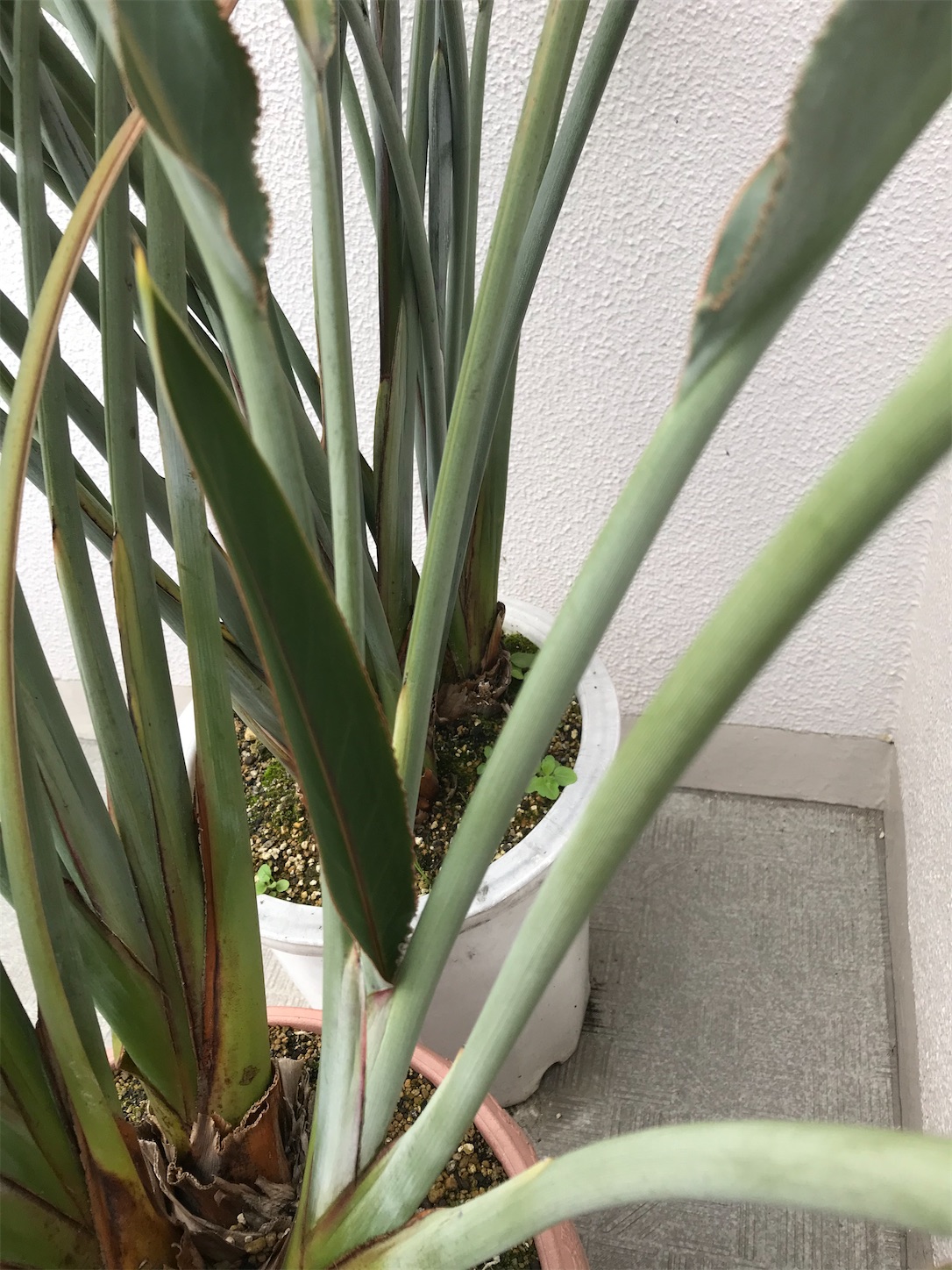 寒さに負けず極楽鳥花の葉っぱが出てきました 極楽鳥花 ストレリチア の蕾から３本双子の花が咲きました Strelitzia