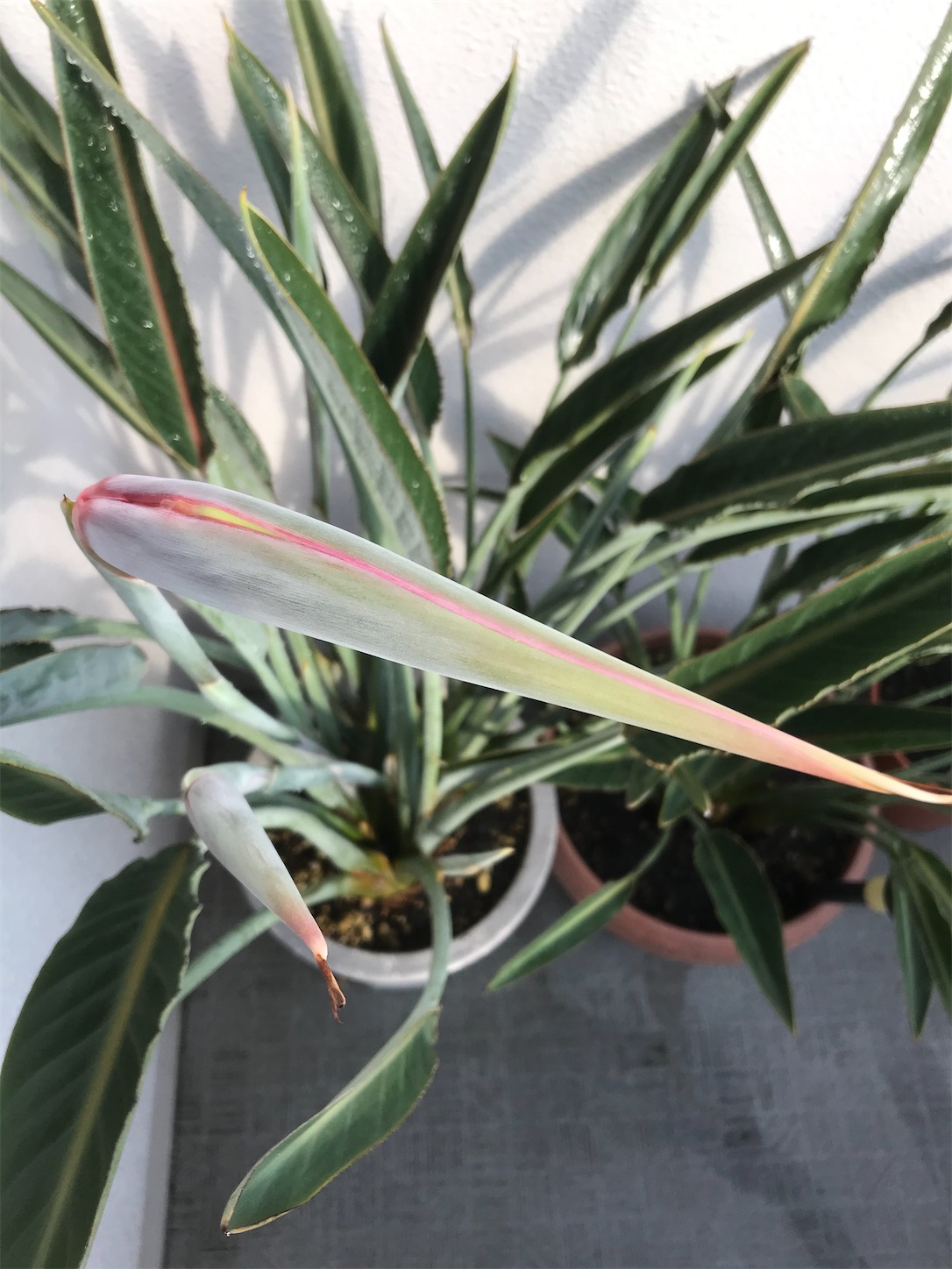 極楽鳥花が１日で 極楽鳥花 ストレリチア の蕾から３本双子の花が咲きました Strelitzia