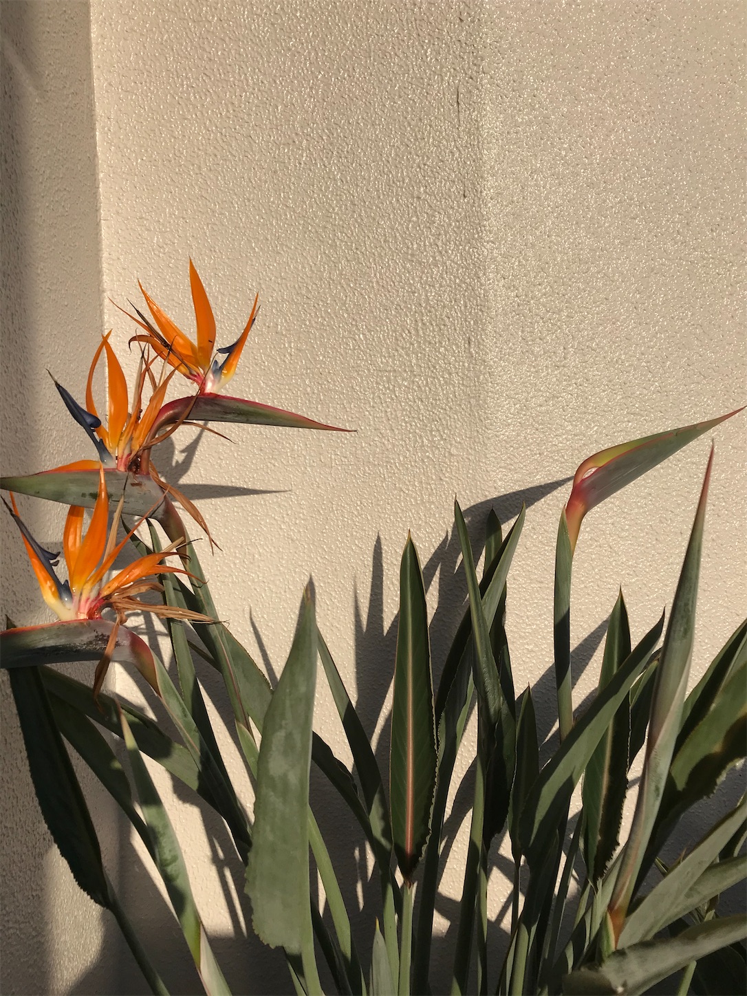 極楽鳥花 ストレリチア の蕾から３本双子の花が咲きました Strelitzia