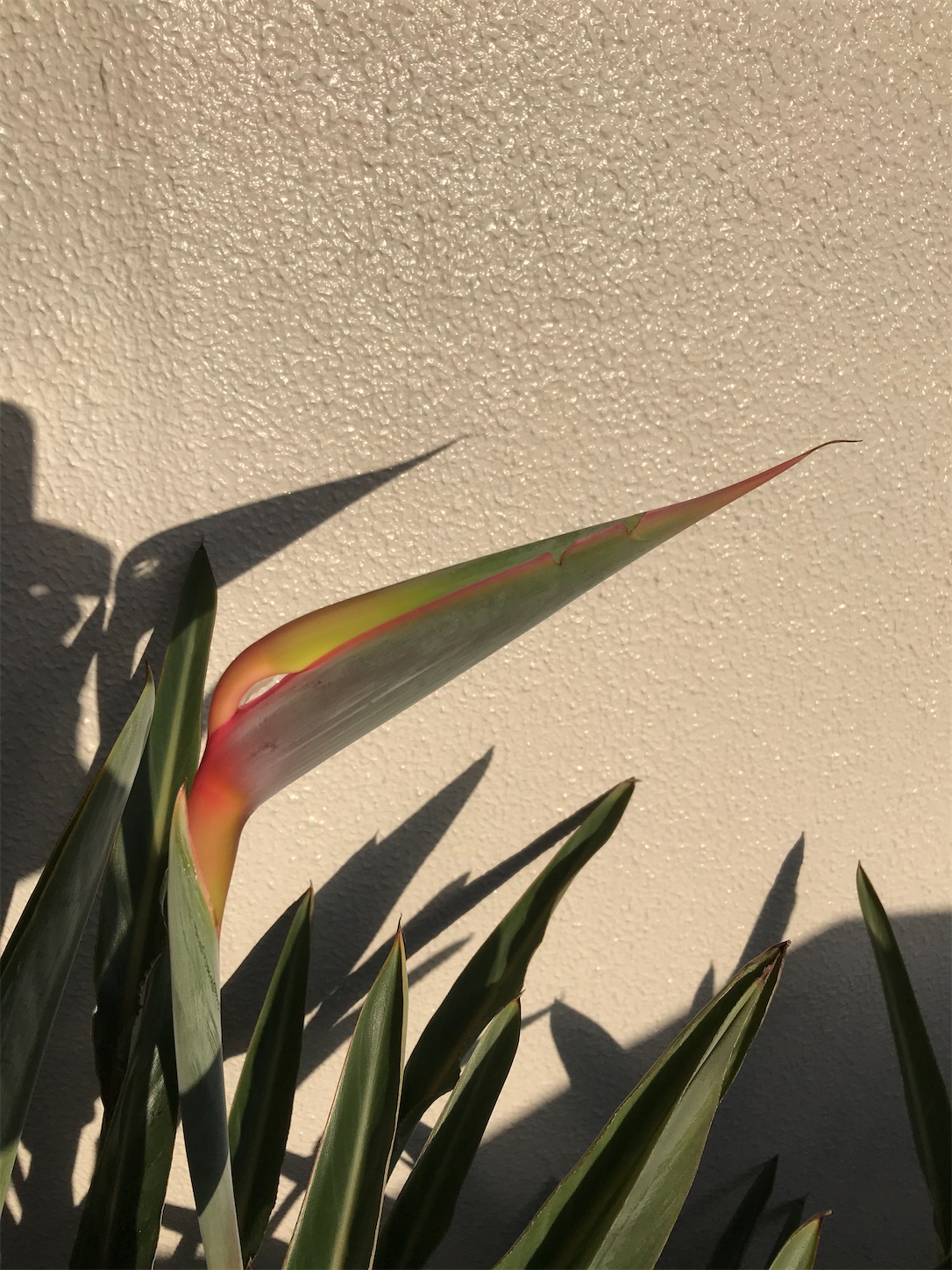 極楽鳥花 ストレリチア の蕾から３本双子の花が咲きました Strelitzia