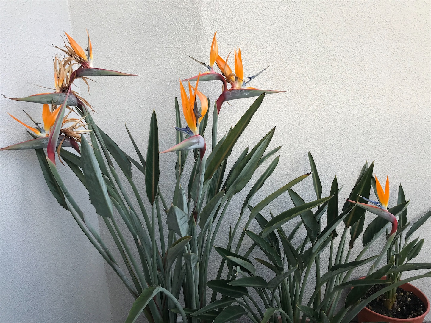極楽鳥花 ストレリチア の蕾から３本双子の花が咲きました Strelitzia
