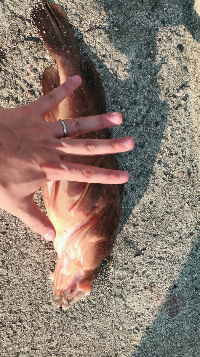 とびしま 激流アコウ攻略法 釣り万歳