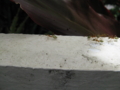 20090304202231